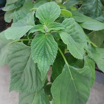 Jonge plant van Mexicaanse chia (Salvia hispanica) met getande bladeren