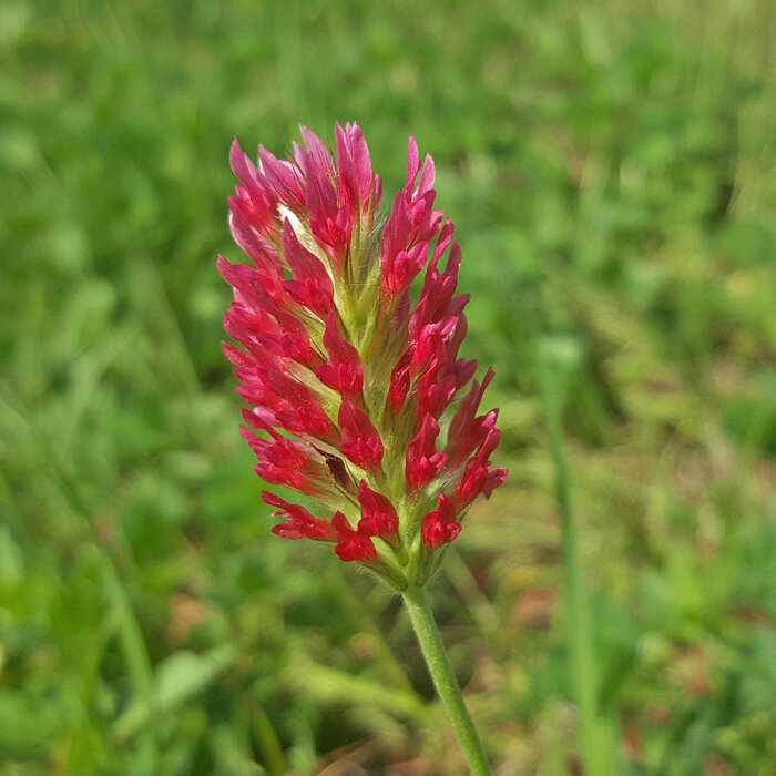 Incarnaatklaver (Trifolium incarnatum) met felrode, langwerpige bloeiwijze