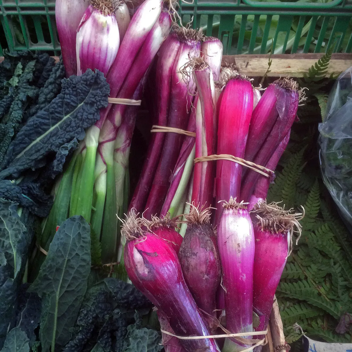 Zwiebel 'Lange Rote von Florenz' (Allium cepa) Samen
