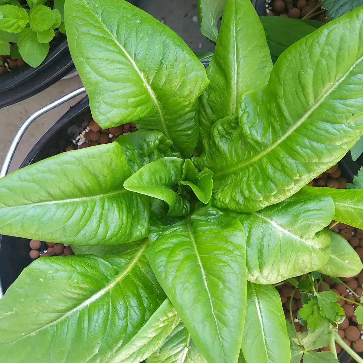 Romanasalat 'Rehzunge' (Lactuca sativa) Bio Saatgut
