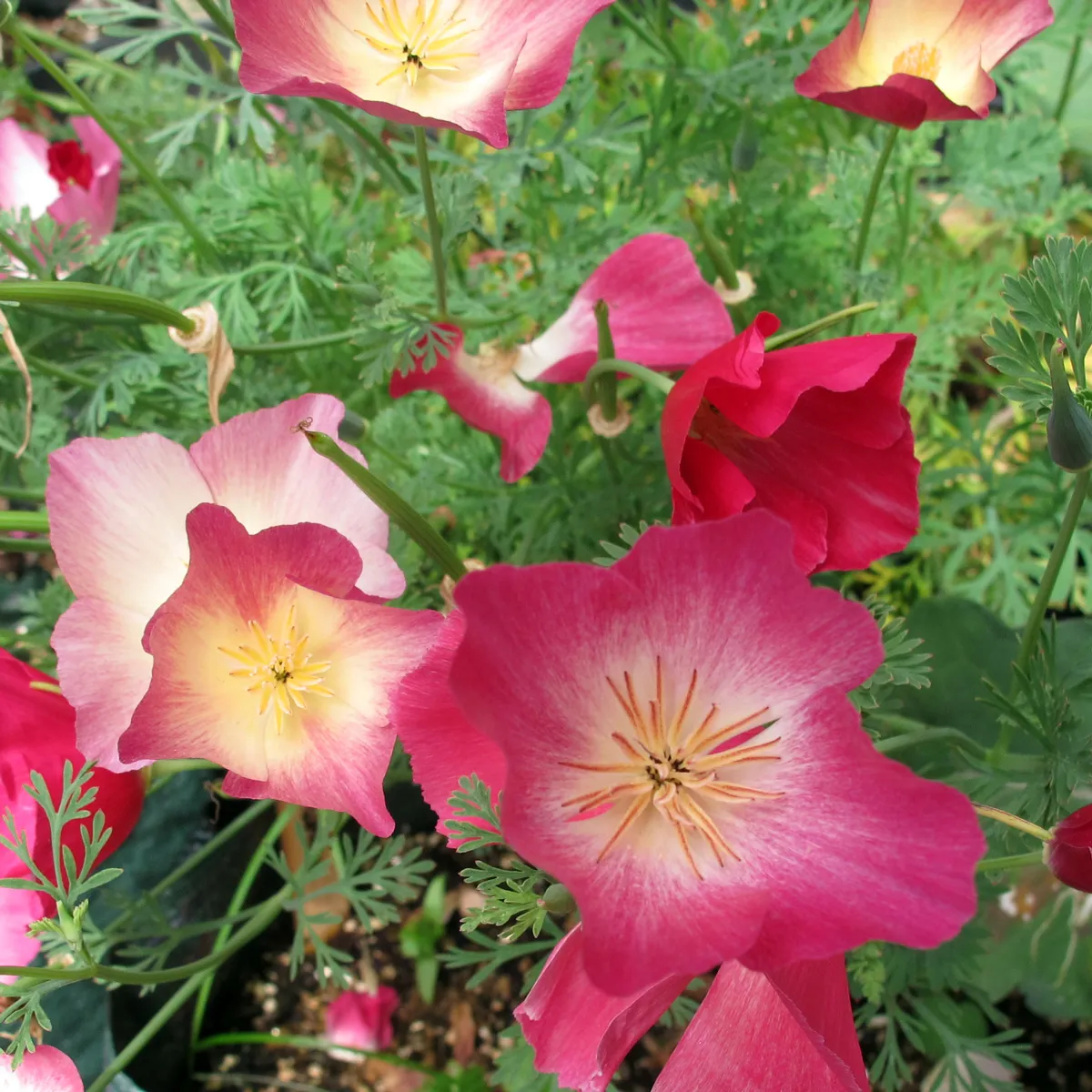 Kalifornischer Goldmohn 'Carmine King' (Eschscholzia californica) Samen