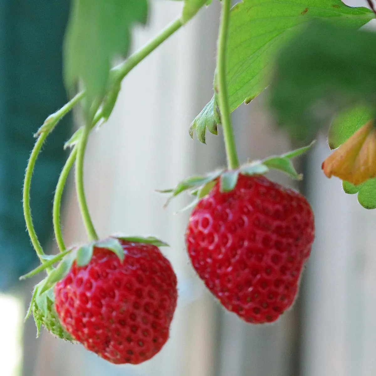 Monatserdbeere 'Rügen' (Fragaria vesca var. semperflorens) Samen