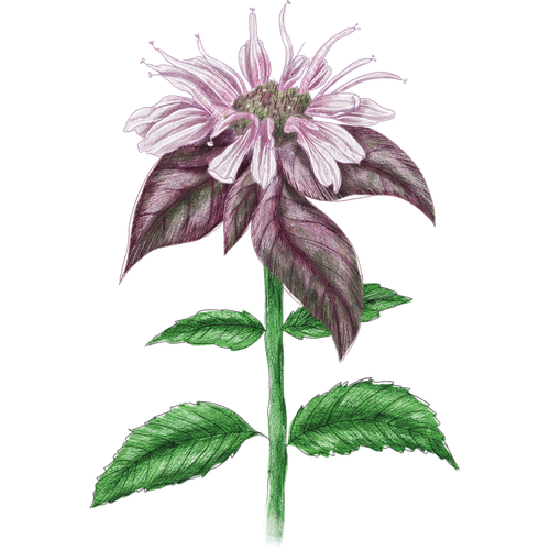 Monarda soorten