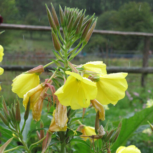 Gele bloemen en knoppen van de teunisbloem (Oenothera biennis)
