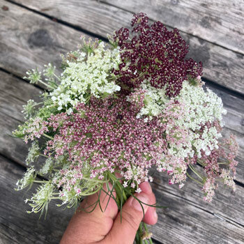 Boeket paarse wilde peen 'Dara' (Daucus carota) met witte, roze en donkerrode schermen
