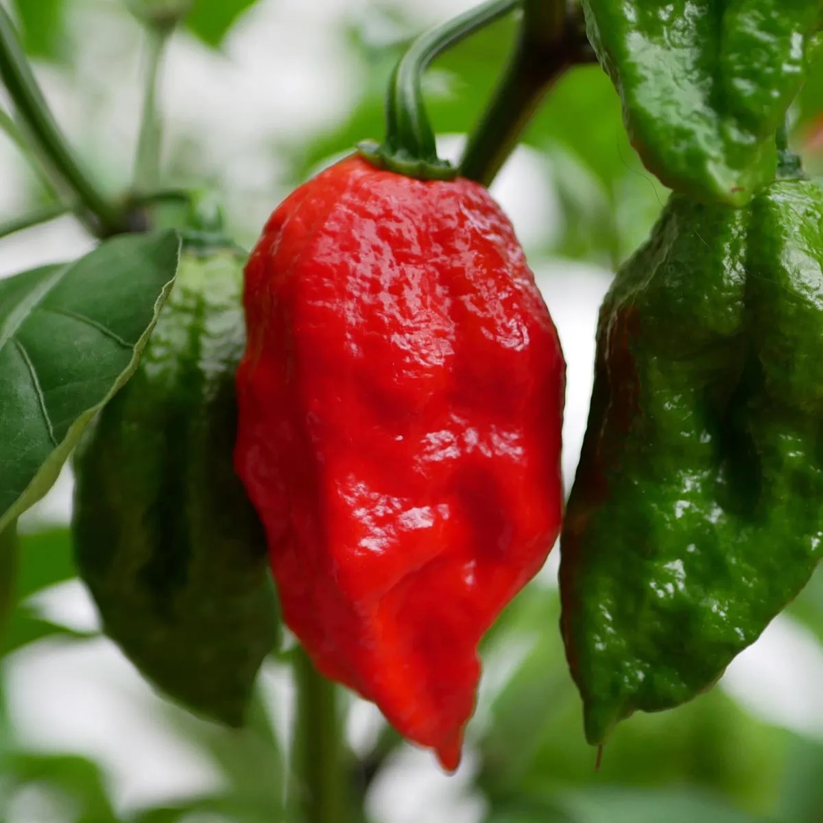 Extrem scharfer Chili '7 Pot' (Capsicum chinense) Samen