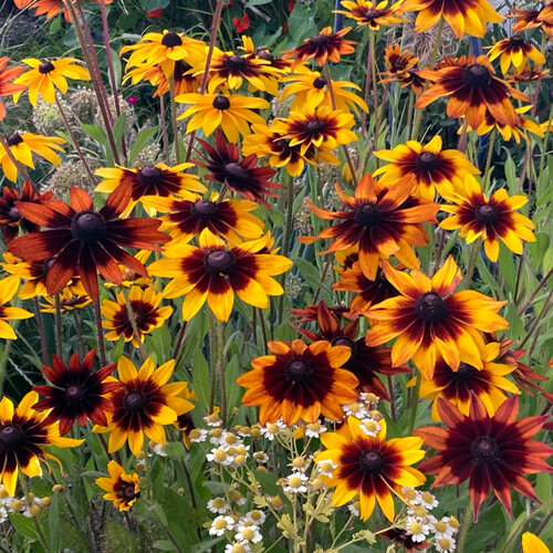 Ruige rudbeckia (Rudbeckia hirta) met gele en roodbruine bloemen