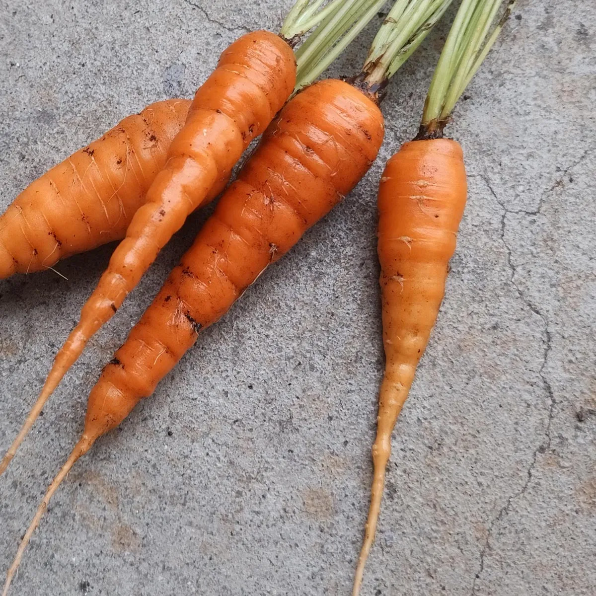 Karotte 'Nantes' (Daucus carota) Bio Samen