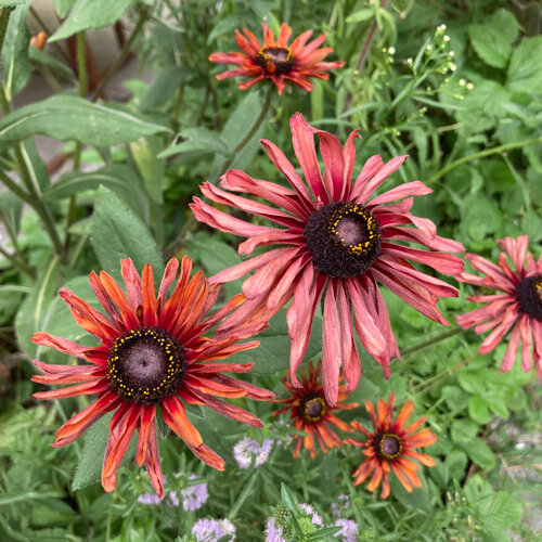 Ruige rudbeckia 'Sahara' (Rudbeckia hirta) met oudroze tot koperrode bloemen