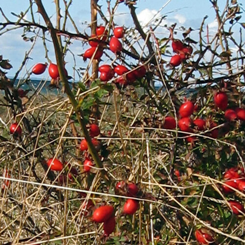 Felrode rozenbottels van de hondsroos (Rosa canina) aan de struik