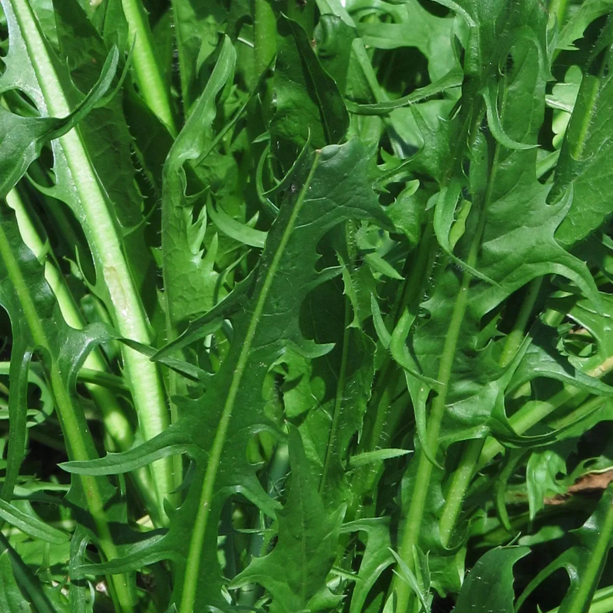 Löwenzahn-Salat 'Catalogna foglie frastagliate' (Cichorium intybus var. foliosum) Bio Saatgut