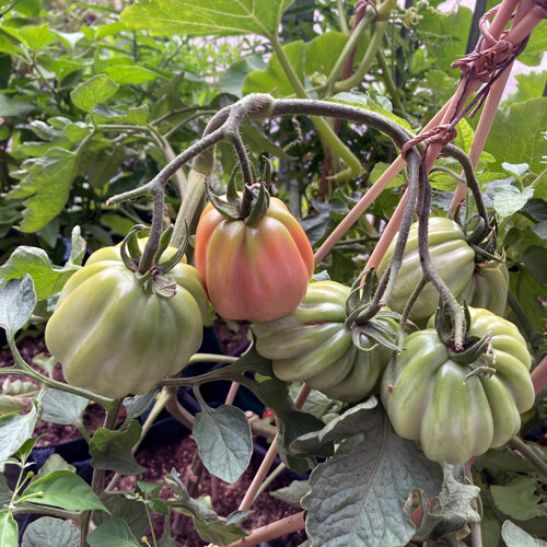 Geribde tomaten, groen en roodachtig, rijpen aan een opgebonden plant