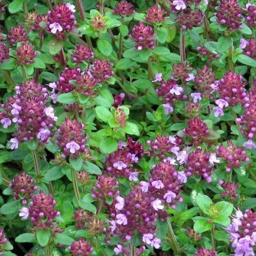 Bloeiende kleine tijm / wilde tijm (Thymus pulegioides) met roze-paarse bloemen