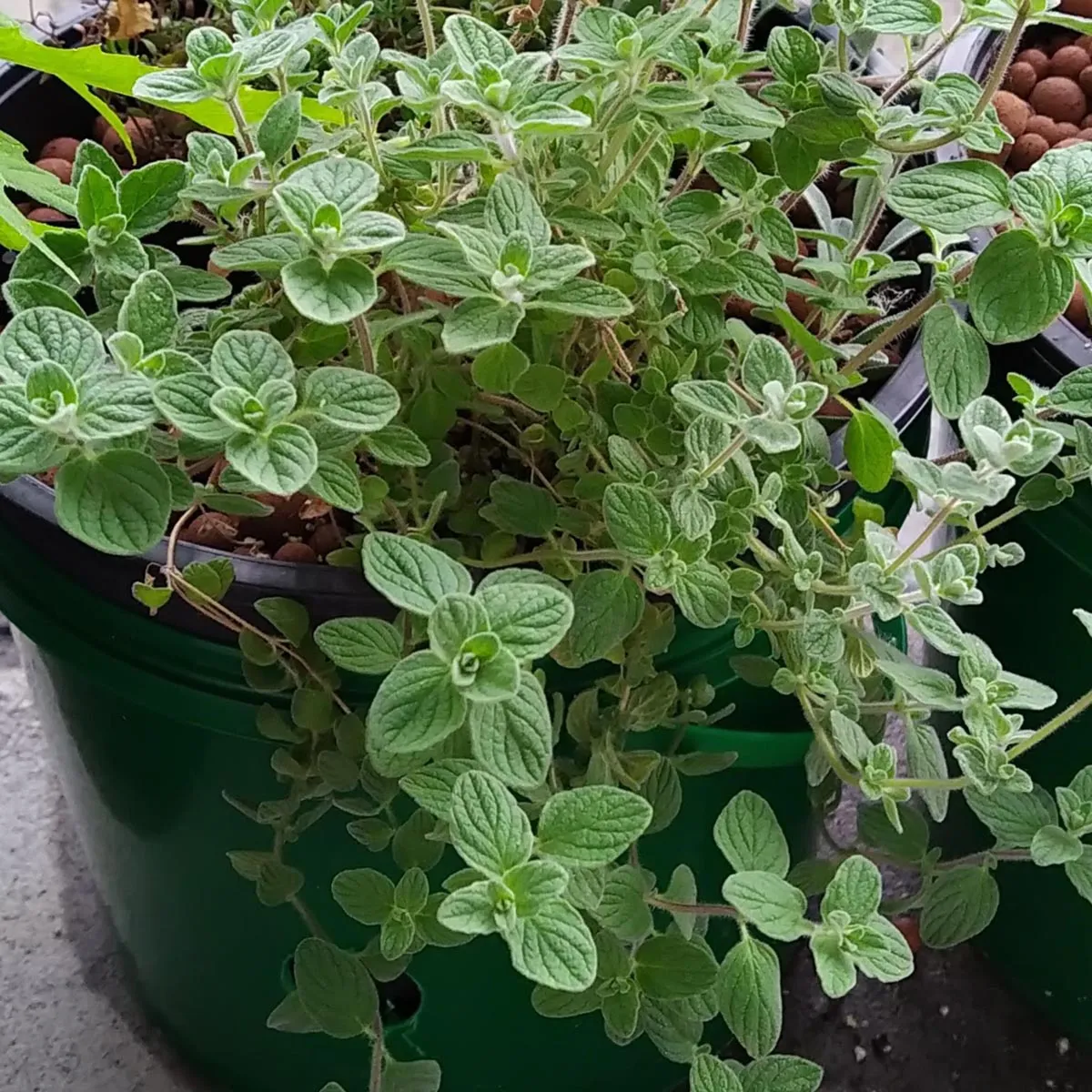 Syrischer Oregano 'Zatar' (Origanum syriacum) Bio Saatgut