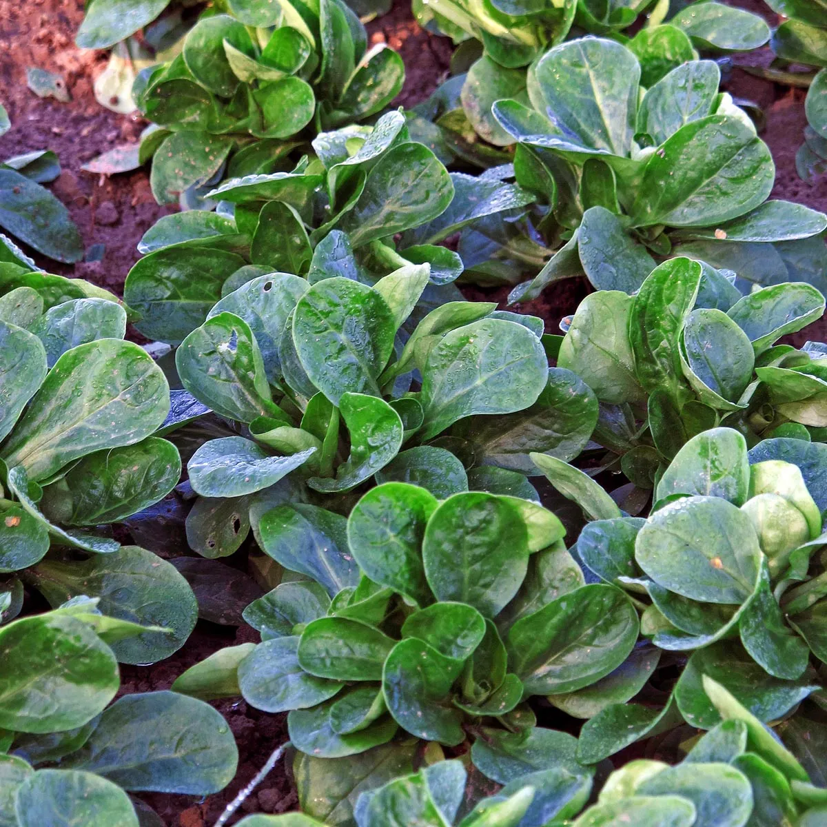 Rapunzelsalat / Feldsalat 'Dunkelgrüner Vollherziger' (Valerianella locusta) Bio Saatgut