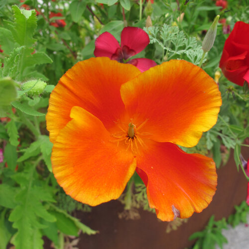 Californische klaproos (Eschscholzia californica) met oranjerode bloem