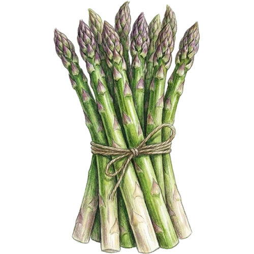 Asperges