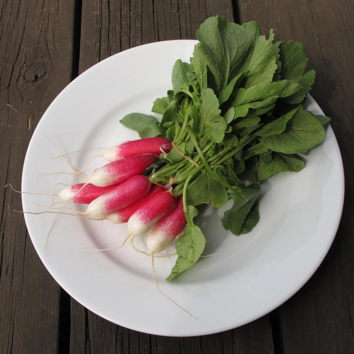 Radieschen 'French Breakfast' (Raphanus sativus) Bio Saatgut