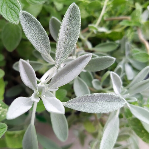 Spaanse salie (Salvia lavandulifolia) met zilverachtig behaarde bladeren