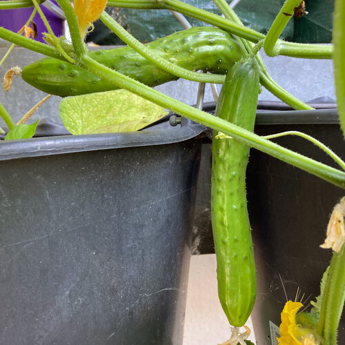 Jonge komkommers hangen aan ranken boven zwarte plantenbakken buiten