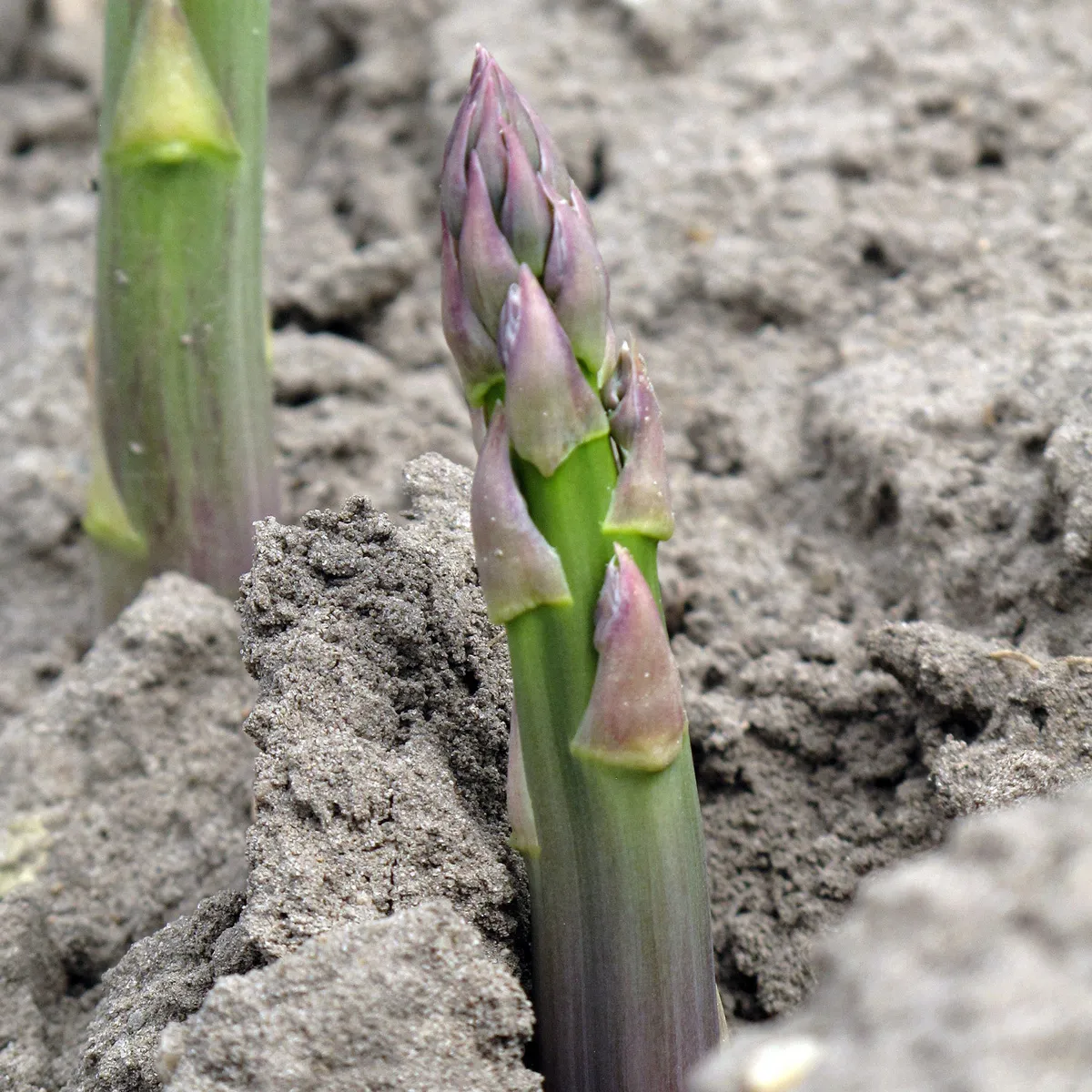 Violetter Spargel 'Argenteuil' (Asparagus officinalis) Bio-Saatgut