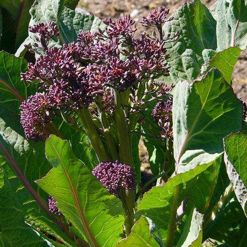 Paarse spruitbroccoli met violette bloemknoppen tussen grote groene bladeren