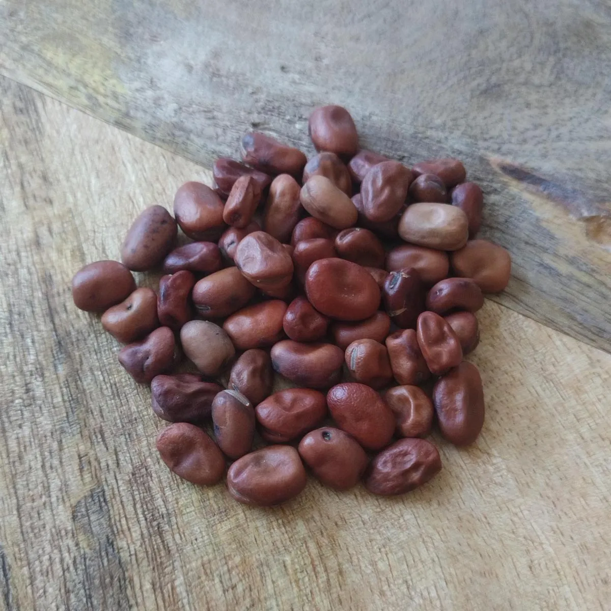 Pferdebohne / Ackerbohne (Vicia faba) Samen