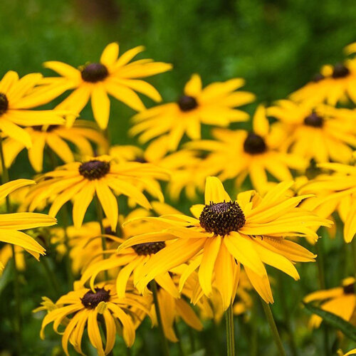 Zonnehoed (Rudbeckia) met gele bloemen en een donker hart