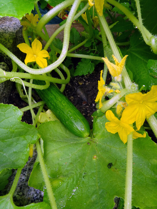 Jonge komkommer aan de plant met gele bloemen en ranken