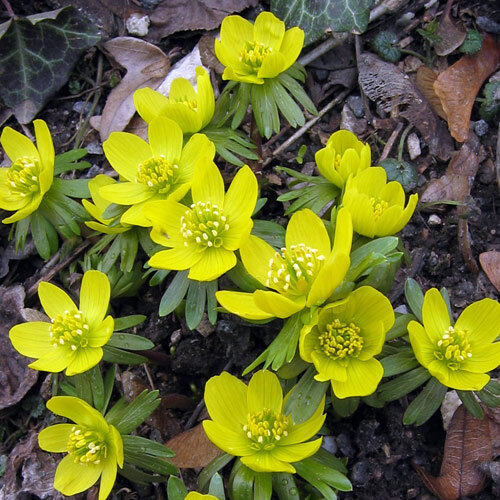 Bloeiende winterakonieten met gele komvormige bloemen tussen afgevallen blad