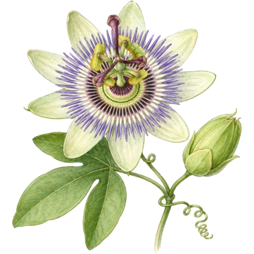 Passiebloemen