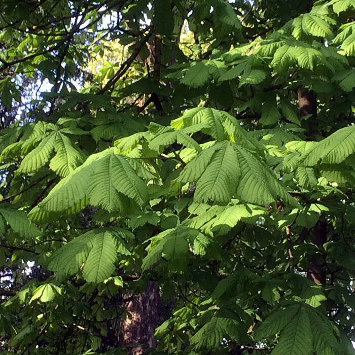 Kastanjeblad: groene, handvormige bladeren in de boom