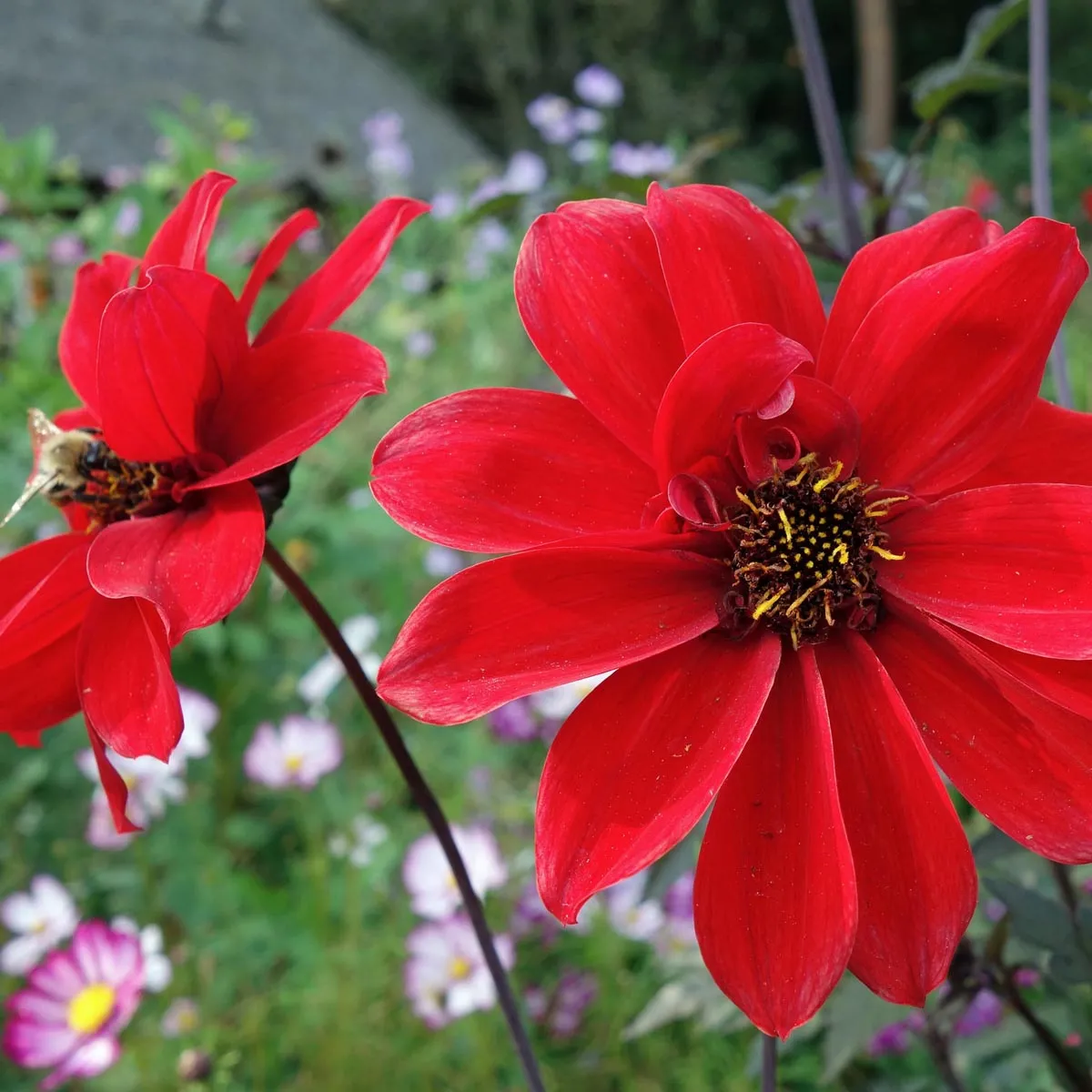 Dahlia 'Bishop's Children' (Dahlia variabilis) Bio Saatgut