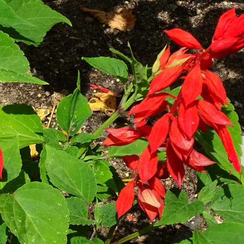 Vuursalie (Salvia splendens) met felrode bloemen