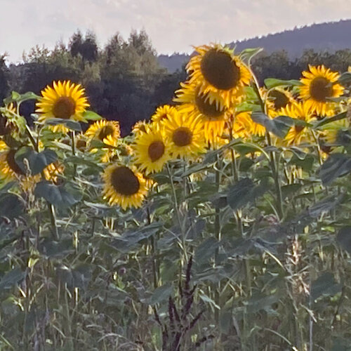 Bloeiende zonnebloemen (Helianthus annuus) aan de rand van een akker in avondlicht