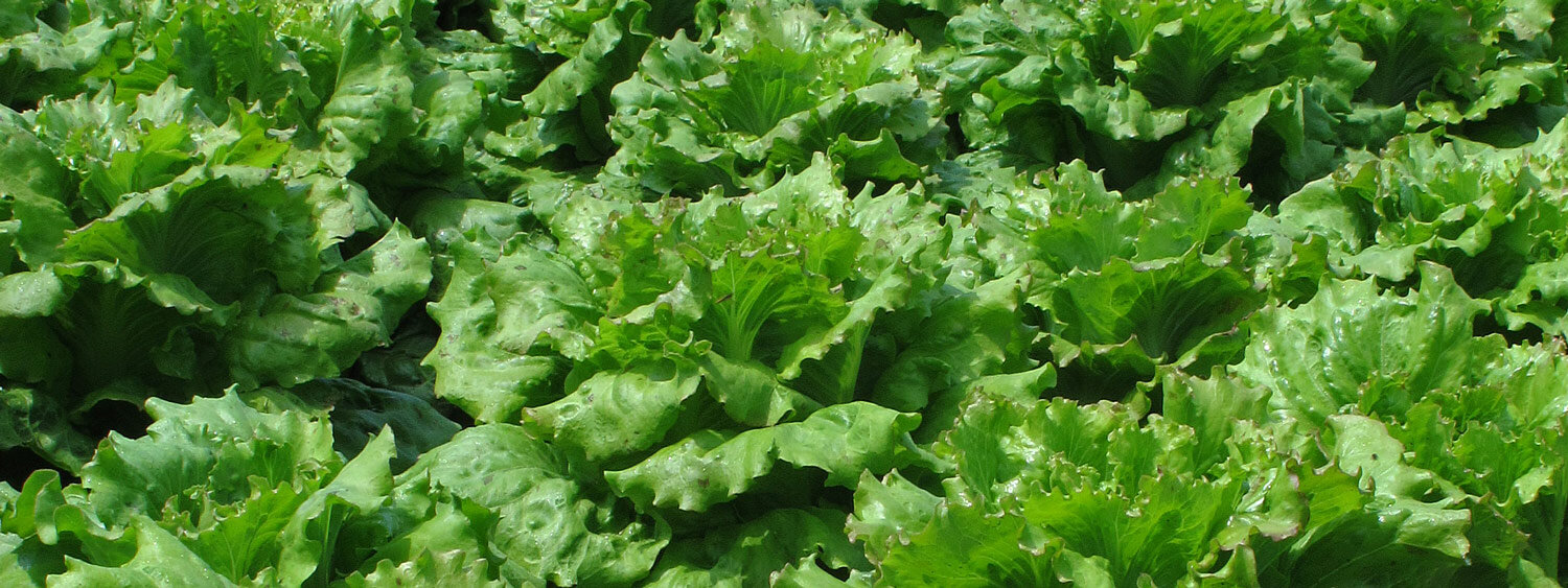 IJsbergsla in de moestuin