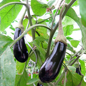 Twee glanzende donkerpaarse aubergines aan de plant
