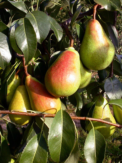 Rijpe peren met rode blos aan de boom