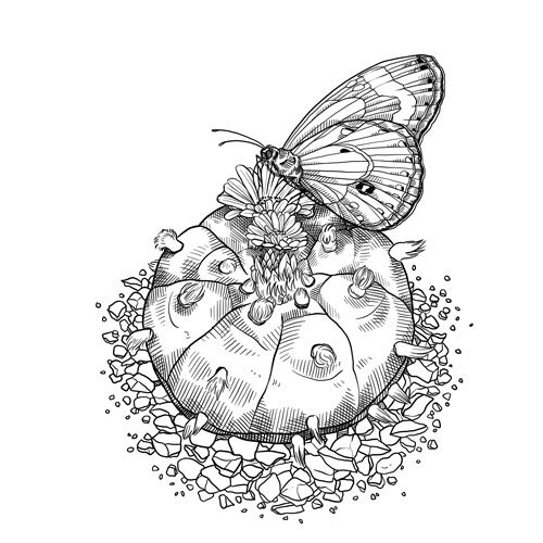 Tekening: bloeiende cactus met een vlinder op een grindbed