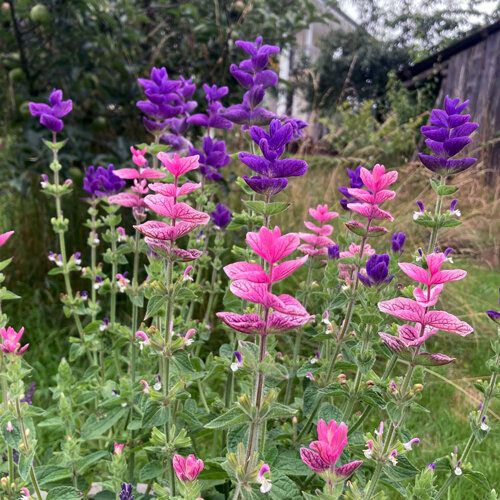 Bonte salie (Salvia viridis) met roze en paarse schutbladeren