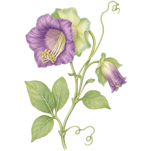 Tropische planten