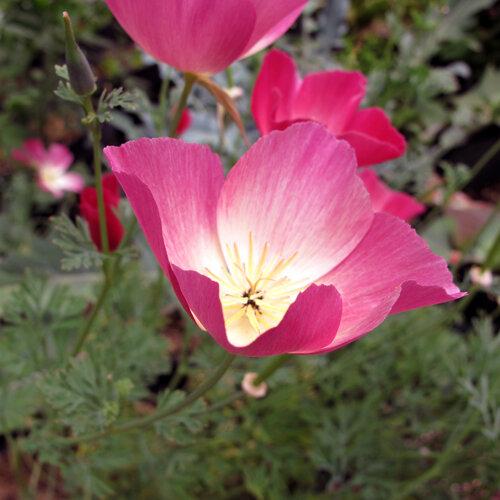 Californische goudpapaver 'Carmine King' (Eschscholzia californica) met roze-rode bloem en lichte kern