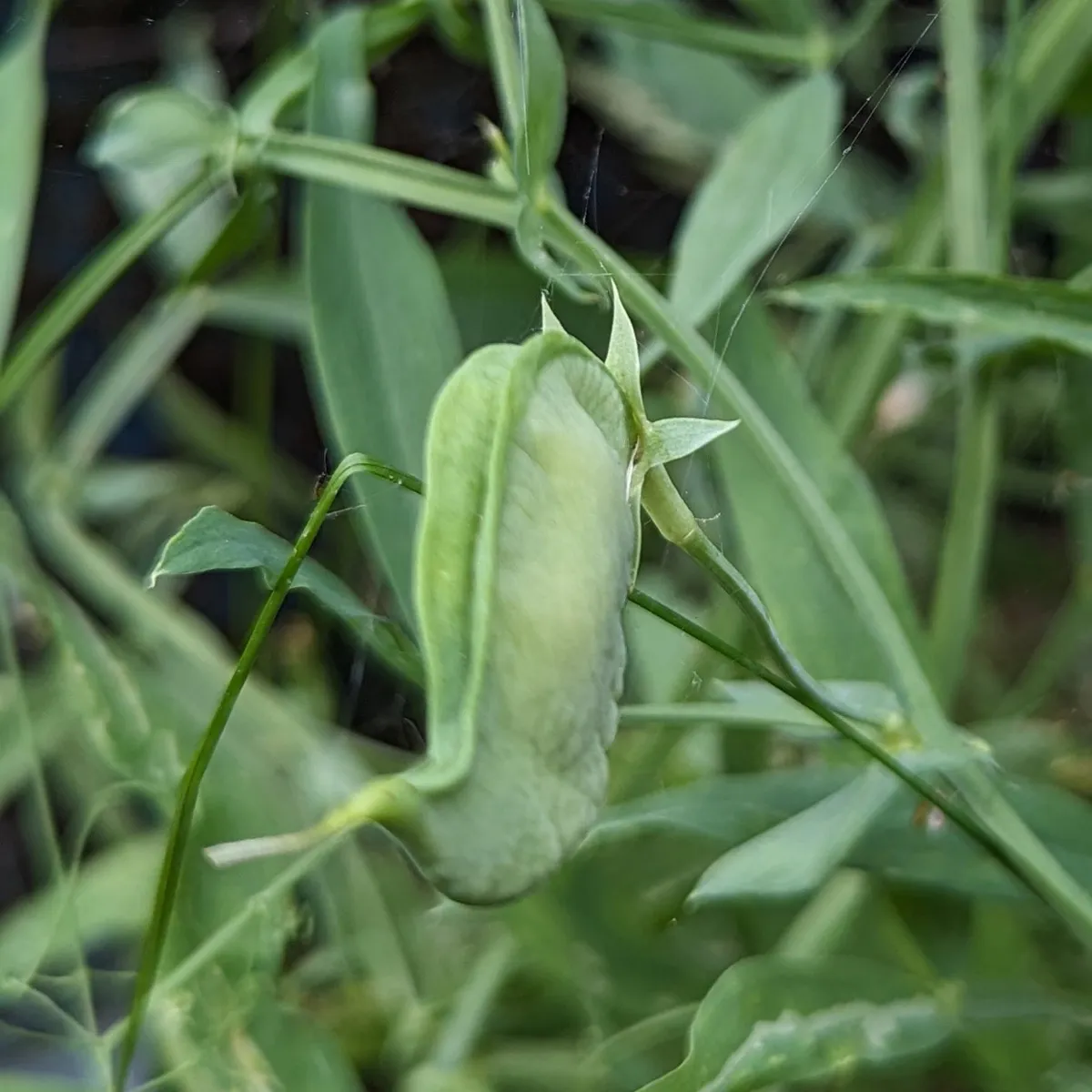 Speiseplatterbse (Lathyrus sativus) Samen