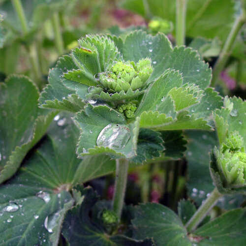 Vrouwenmantel met waterdruppels op de bladeren en jonge bloemknoppen