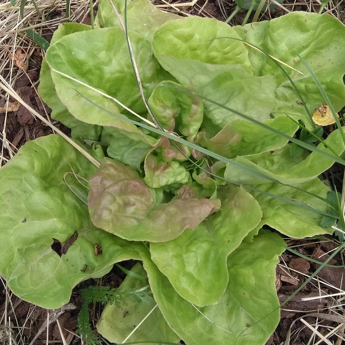 Kopfsalat 'Maikönig' (Lactuca sativa) Bio Saatgut