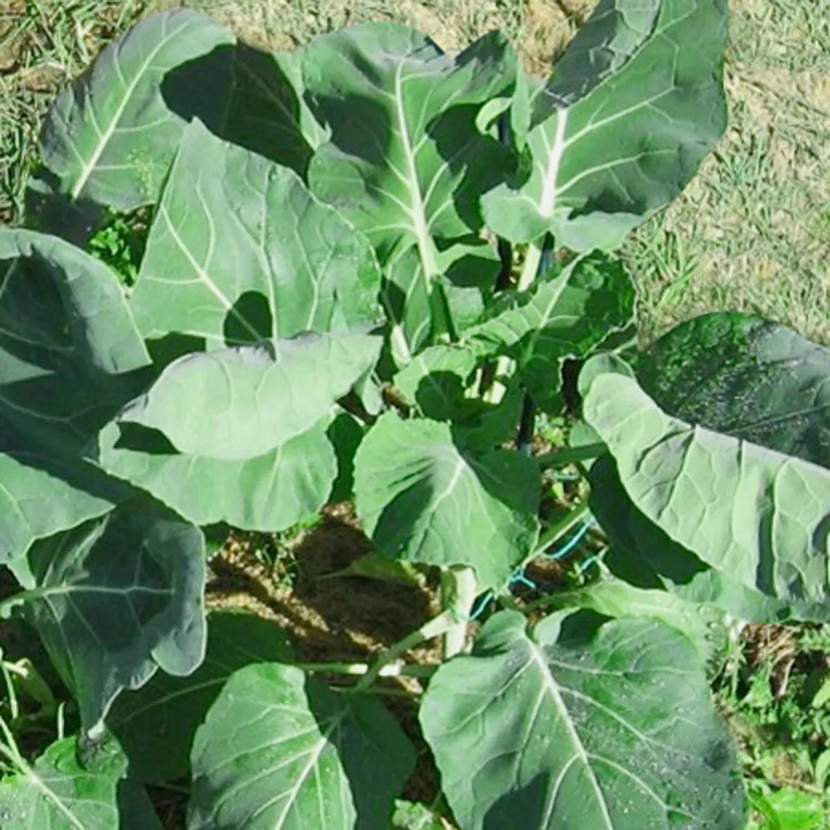 Rosenkohl 'Groninger' (Brassica oleracea var. gemmifera) Bio Saatgut