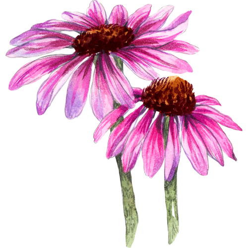 Echinacea soorten