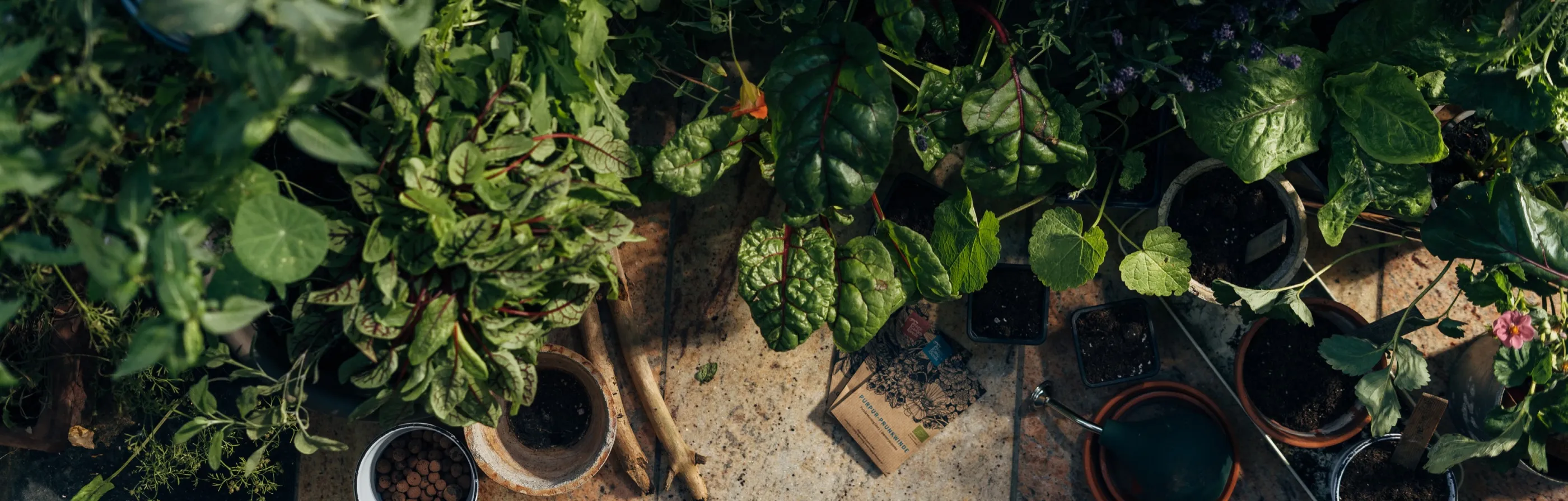 Jonge groente- en kruidenplanten in potten, van bovenaf gefotografeerd