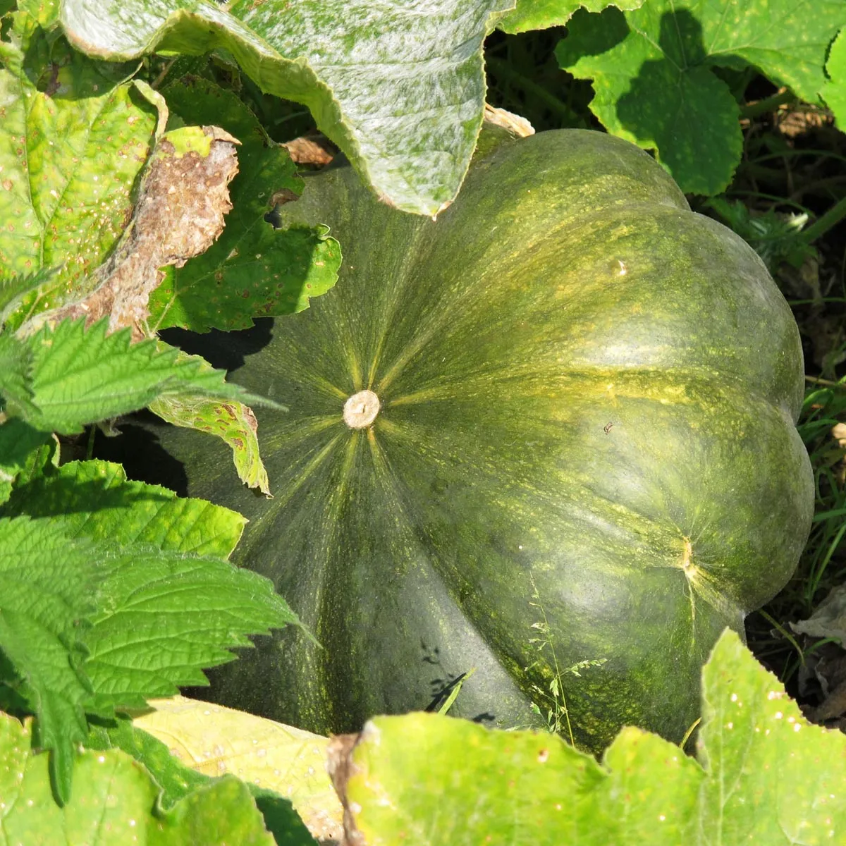 Muskatkürbis 'Muscade de Provence' (Cucurbita moschata) Samen