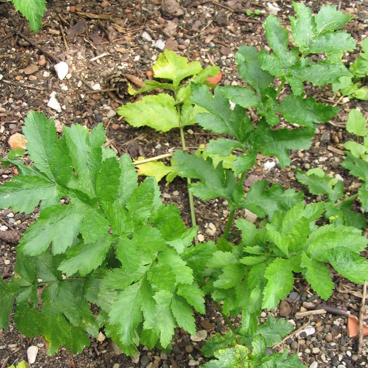Pastinake 'Tender and True' (Pastinaca sativa) Bio Saatgut
